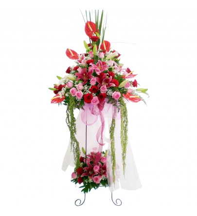 Rosy Spring